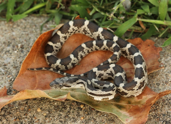 Black Rat Snake